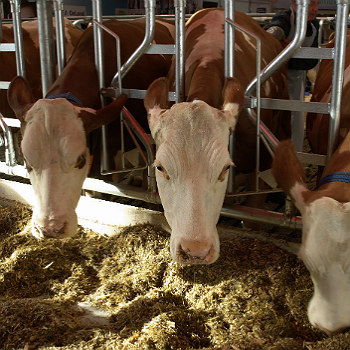Cows Confined On Dairy Farm