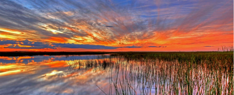Florida Marsh